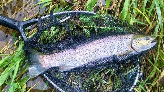 captura de truita comuna